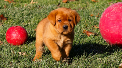 FLEA & TICK PREVENTION