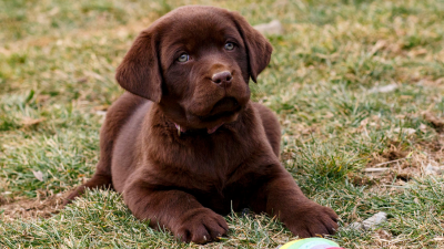 SPAYING, NEUTERING & HEATS