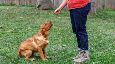 GIVING TREATS & BONES