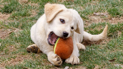 WHY KIBBLE ISN’T ENOUGH