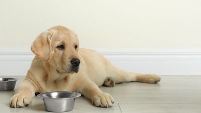 FEEDING YOUR NEW PUP