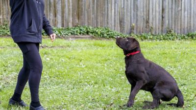 TRAINING ENGLISH LABS