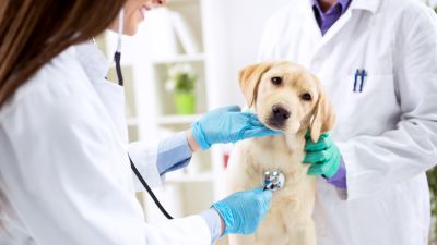 VETERINARY CARE