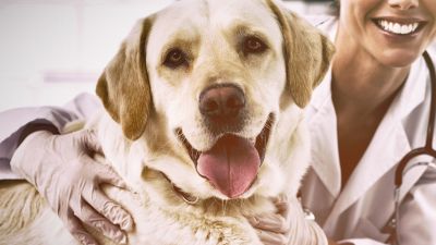 VIDEO: SPAYING & NEUTERING