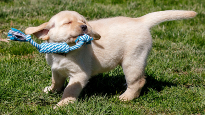 PUPPY VACCINE SCHEDULE