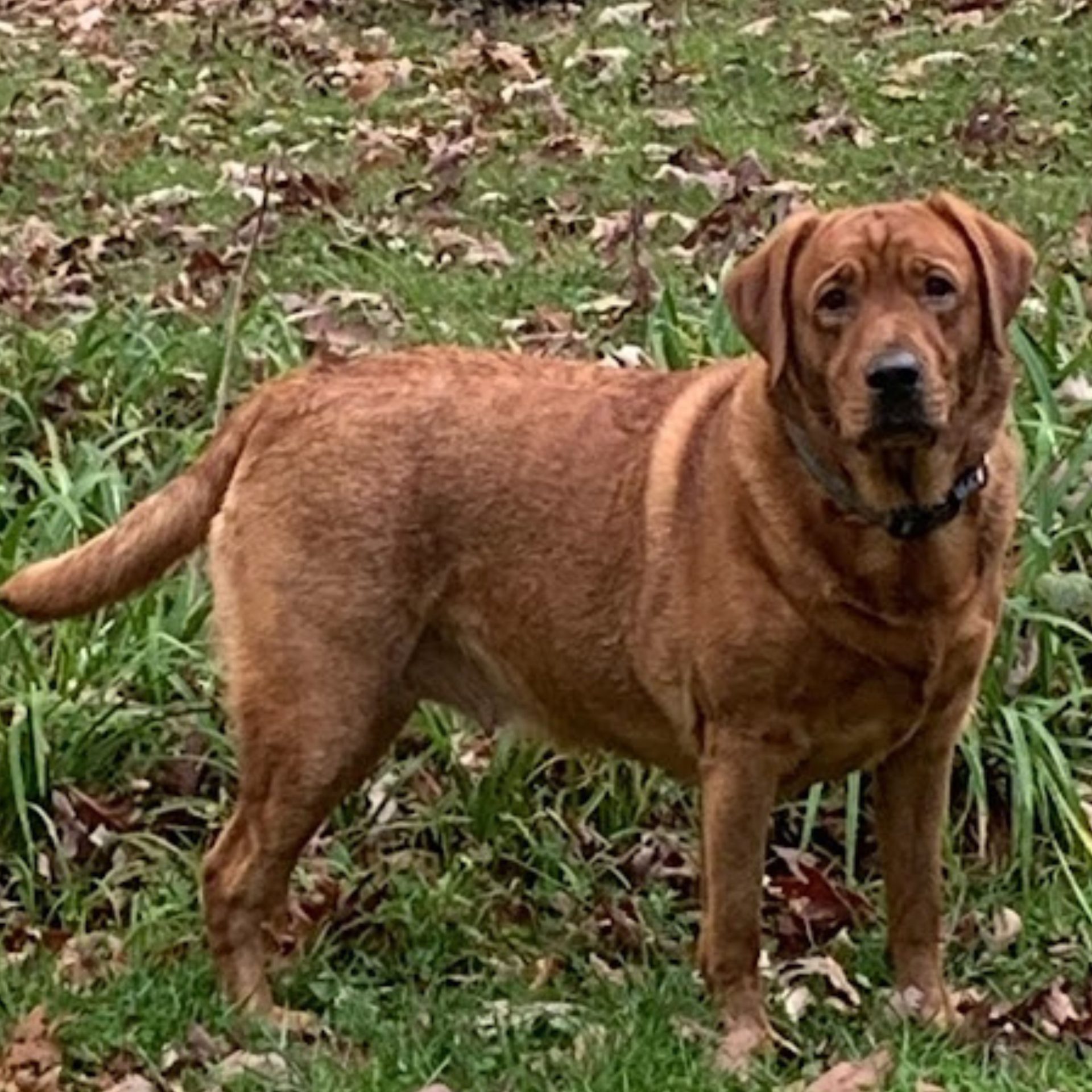 Dame: Foxxy Dame: Foxxy