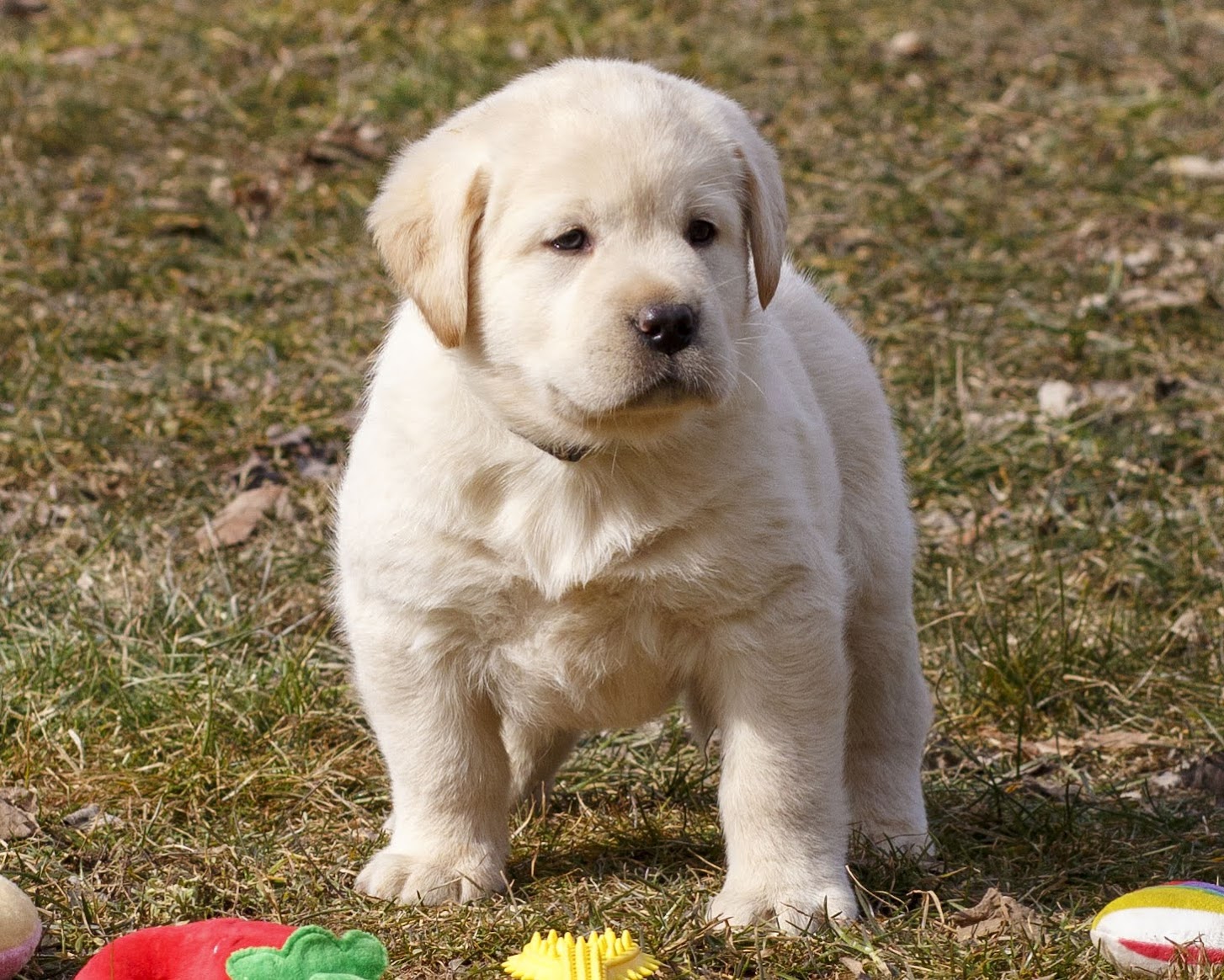 Mr. Checkers [Atticus/Arabella]